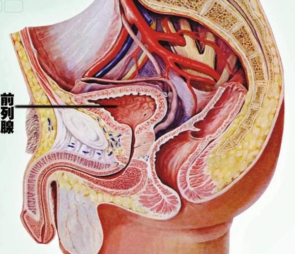 上网搜索"前列腺"的男人最后都怎么样了?_手机搜狐网