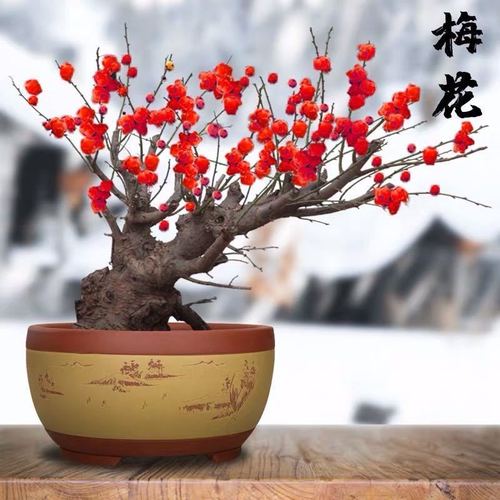 梅花盆景红梅绿梅朱砂梅宫粉梅盆景造型树桩老桩耐寒