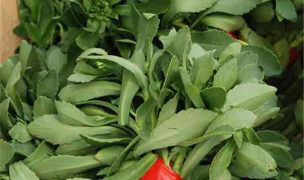 原创都说过很多野菜,但这种菜被人们称为"金不换"你绝对没吃过