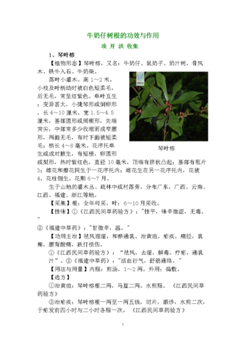 牛奶仔树根的功效与作用.2012.07.22.doc