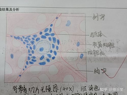 脊髓切片光镜图10*40