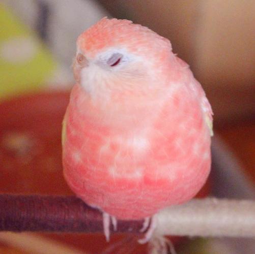 鸟类人间水蜜桃伯克氏草原鹦鹉秋草鹦鹉