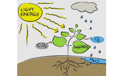 光合作用是一个光生物化学反应光对有机物的影响极大