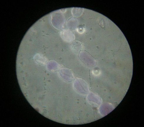 课堂实拍美洲鸭跖草雄蕊花丝表皮毛细胞质流动