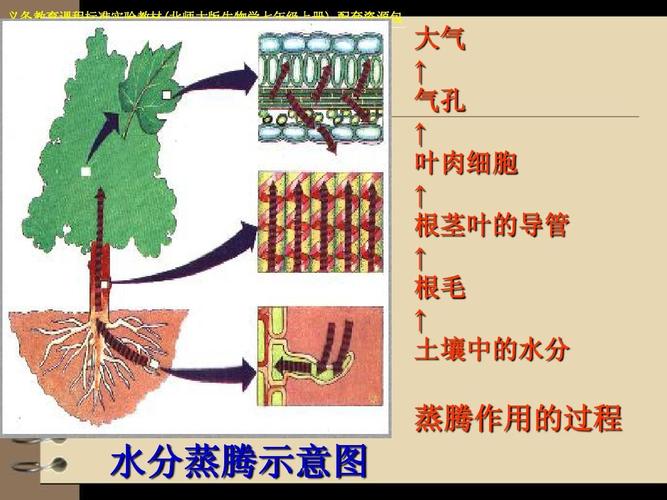 叶肉细胞 ↑ 根茎叶的导管 ↑ 根毛 ↑ 土壤中的水分 蒸腾作用的过程