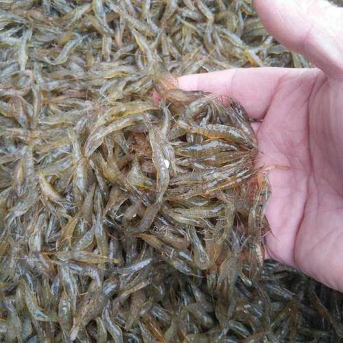白米虾 活性虾,跳跳虾,蹦蹦虾