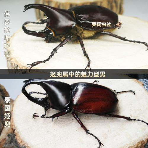 姬独角仙_姬兜_吱喳虫_兰屿姬兜虫_橡胶木犀金龟百科图片_饲养繁殖