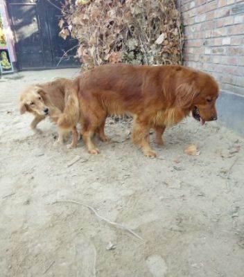 枫叶红金毛种公借配