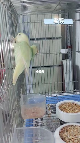 苹果绿澳闪_苏家屯攻略_鹦鹉_牡丹_牡丹鹦鹉_宠物