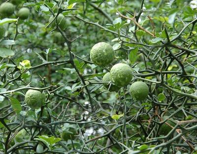 追问 是不是晏子使楚里面的,北为橘,南为枳,中的枳? 追答 中药枳实.