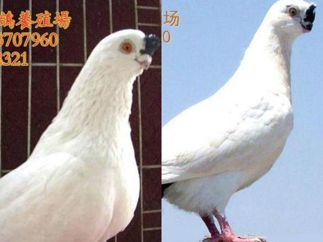 供应北京哪里卖小嘴点子观赏鸽?