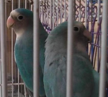 牡丹鹦鹉品种区分