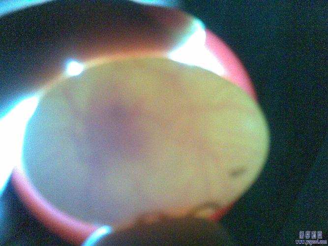 玄凤鹦鹉为什么第一个蛋丢弃?