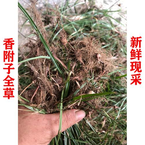 同仁堂香附中药材500g克包邮野生紫香附子片雷公头另有醋制香附