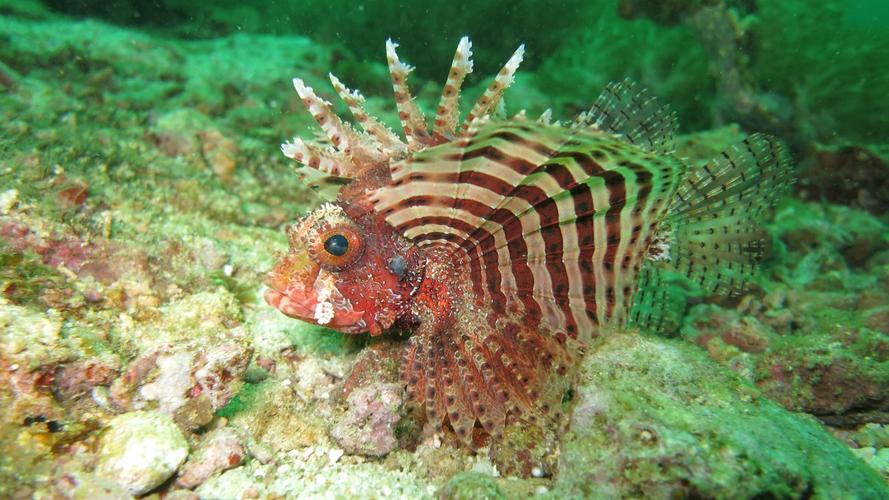 狮子鱼图片大全-动物壁纸-高清动物图片-娟娟壁纸