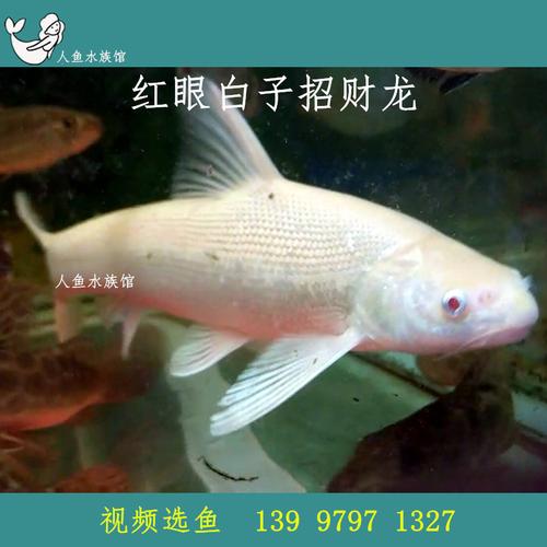 红眼白子招财龙鱼活体 中层龙鱼配鱼 大型热带淡水风水观赏鱼