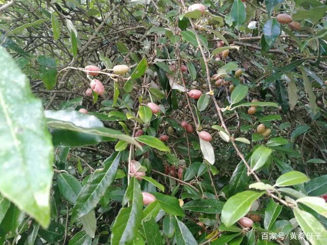 半春子,好多年没吃过了,有吃过的吗?