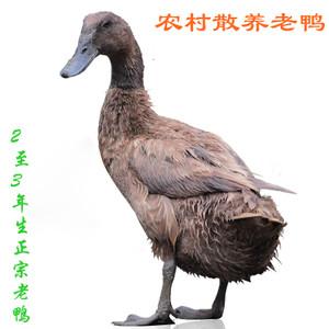 正宗苏北农村2-3年散养老草鸭老鸭子 煲老鸭汤 新鲜土鸭 全国包邮
