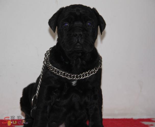 血统全黑色卡斯罗待售猛犬交易特区(纽波利顿 土佐  )