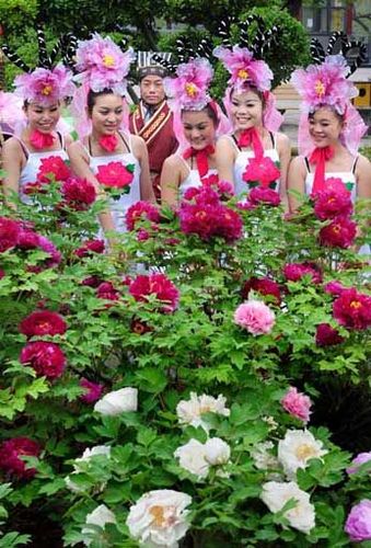 2016年洛阳牡丹花会时间/地点/游玩攻略/门票价格详情