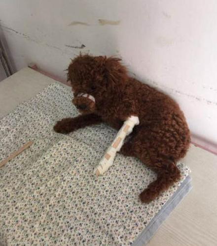 狗狗骨折怎么处理最好?