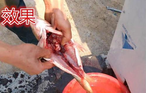 供应全自动杀鱼机厂家直销