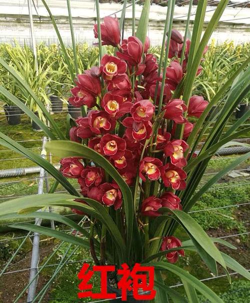 大花蕙兰室内年宵花花卉盆栽兰花剑兰室内带花苞 黄金