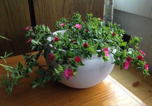 养牡丹吊兰乱浇水可不行改用这样去浇灌叶片饱满花更多