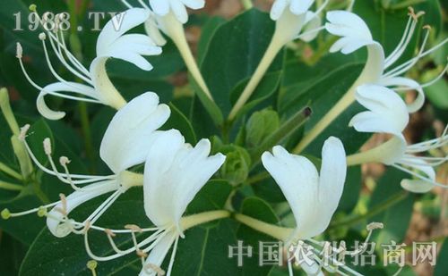 如何防治金银花常见病虫害