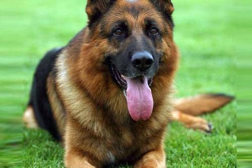 从犬的生理角度考虑,犬首次发情时最好不交配,因首次交配怀孕的仔犬