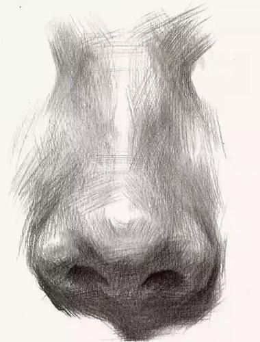 素描鼻子的绘画技法和步骤