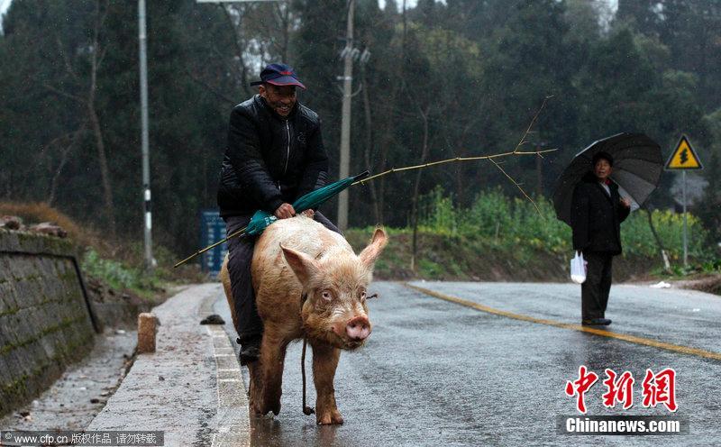 组图:重庆老汉骑猪逛街 过路人纷纷围观