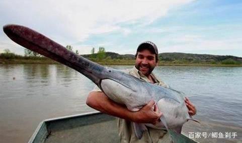3亿年前的鸭嘴鱼,躲过了自然灾害,却没能逃出小小餐桌