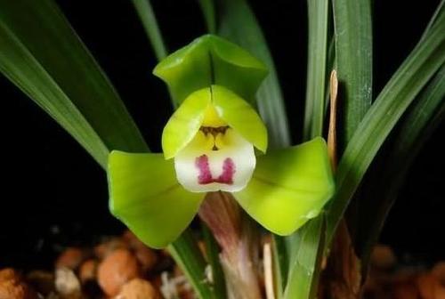兰花开品漂亮,而且花朵又自带芳香,所以很多朋友都十分喜爱养护兰花.