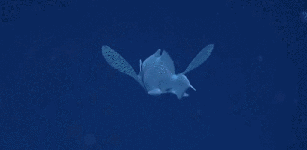 telescope octopus 望远镜章鱼