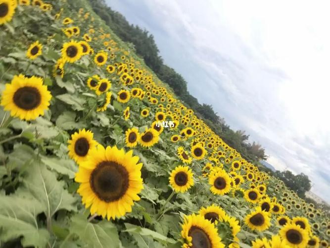 教师们节快乐_仙眷花洲海纳花海攻略_景点_花海_旅行