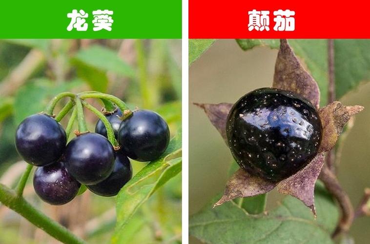 生活中很容易被我们混淆为一物的9对植物