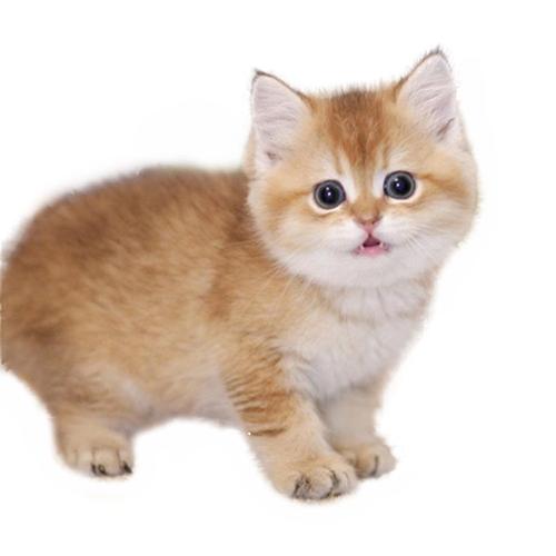猫幼英短金渐层纯种英国短毛活体猫咪蓝金渐层猫咪