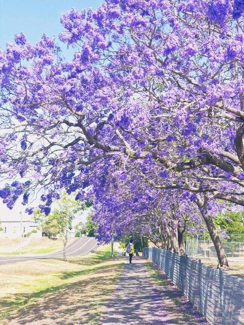 南半球的蓝花楹唯美浪漫的花雨
