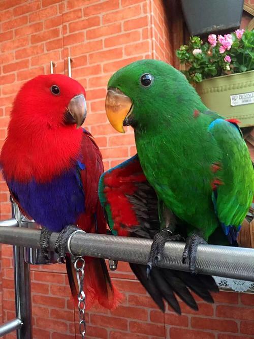 折衷鹦鹉的介绍