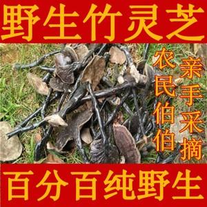 云南野生竹灵芝