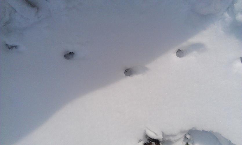 这是野兔在雪地里走出的脚印吗