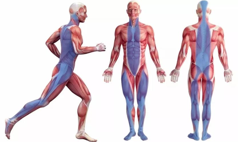 松解肌肉和松解筋膜的区别是什么?