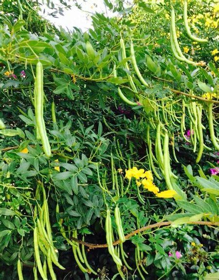 展开全部 豆角树  我奶奶家院里就有好几颗这样的树,我家是东北的.