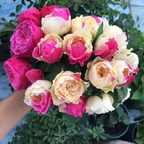 日本大花灌木月季风月切花红黄双色月季四季丰花阳台庭院玫瑰盆栽