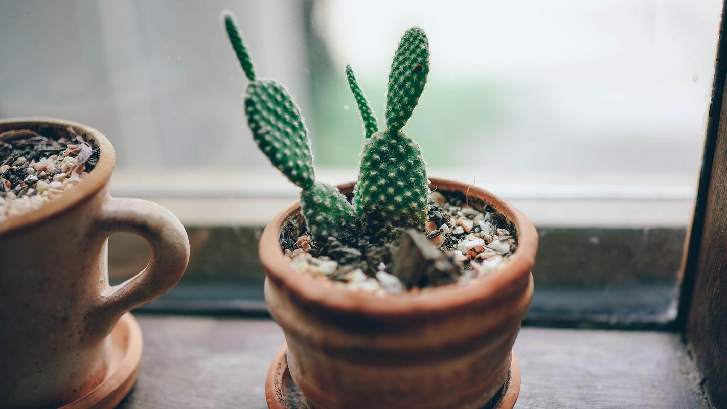 仙人掌摄影图片高清宽屏桌面壁纸