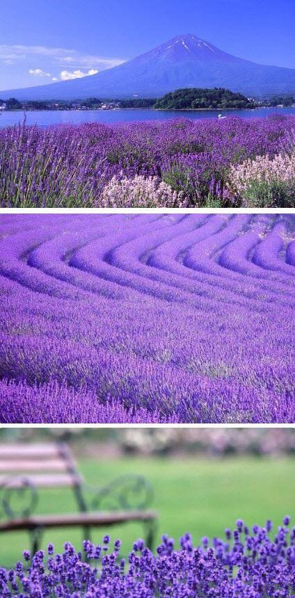 新疆伊犁 薰衣草花语——等待爱情