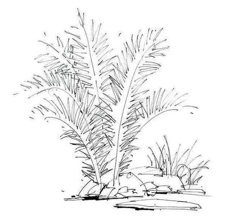 练完这些植物手绘麻麻再也不用担心我画不好风景速写啦