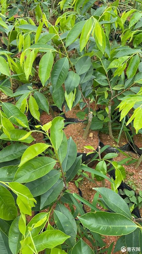 奇楠沉香苗油叶子糖结金沙叶棋楠苗