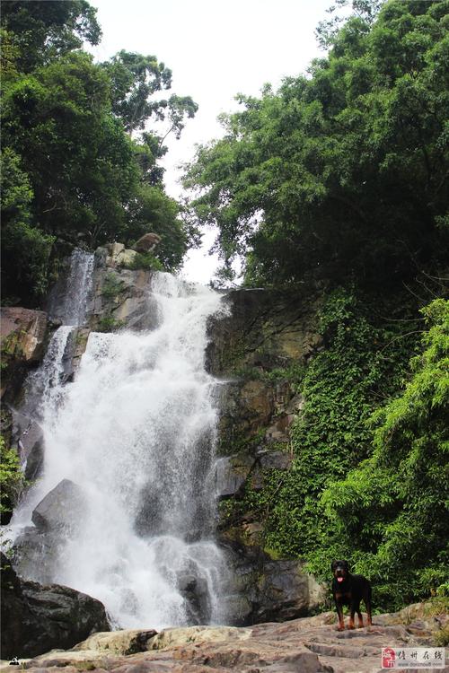 海南琼中黎母山原始森林之行